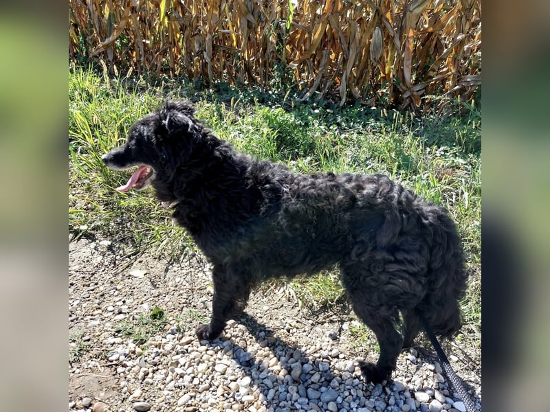 Zelda eine absolute Seelenhündin Zelda eine absolute Seelenhündin