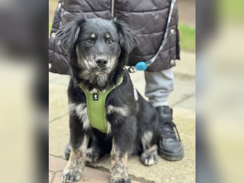 Ledo ein Schatz auf vier Pfoten