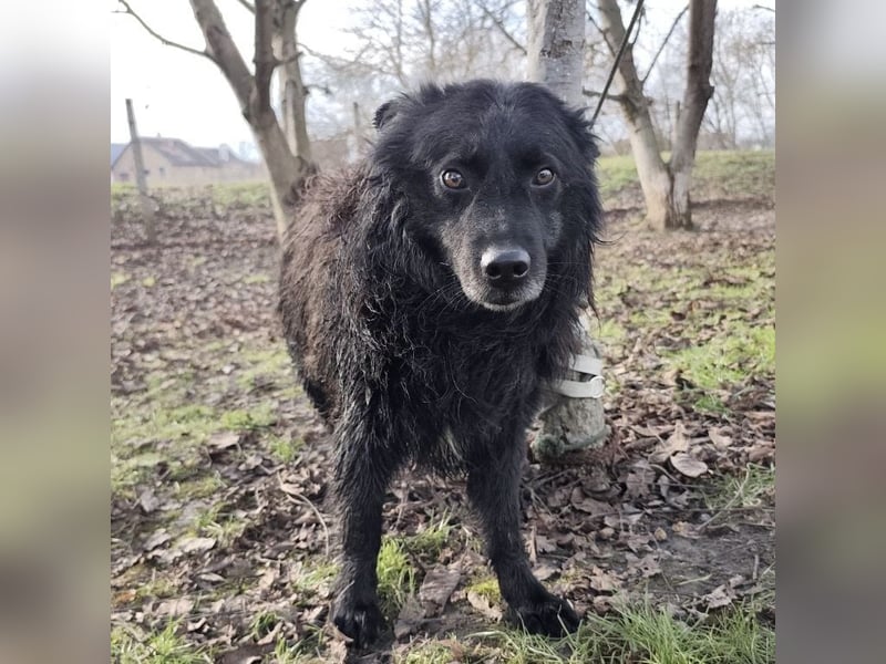 Marlo ein gutmütiger Rüde