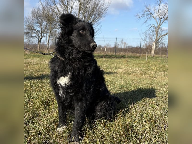 Charlie ein lieber Hundebub