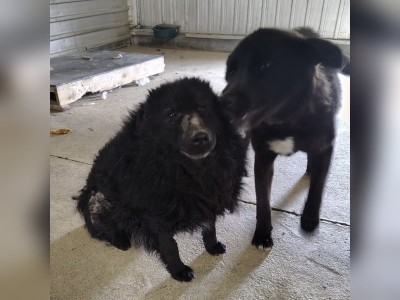 Lord - wird er je eine Chance bekommen?