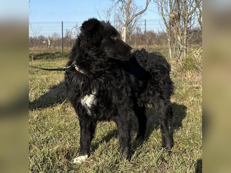 Charlie ein lieber Hundebub