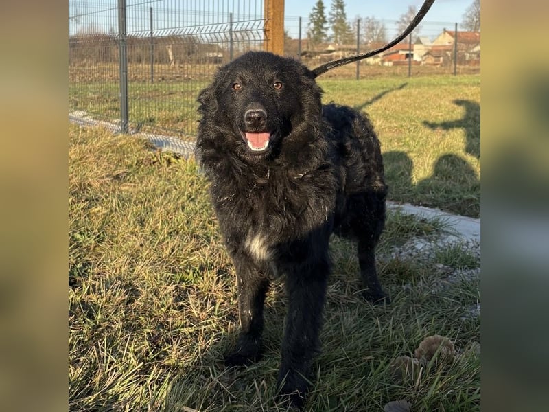 Dobri wartet viel zu lange