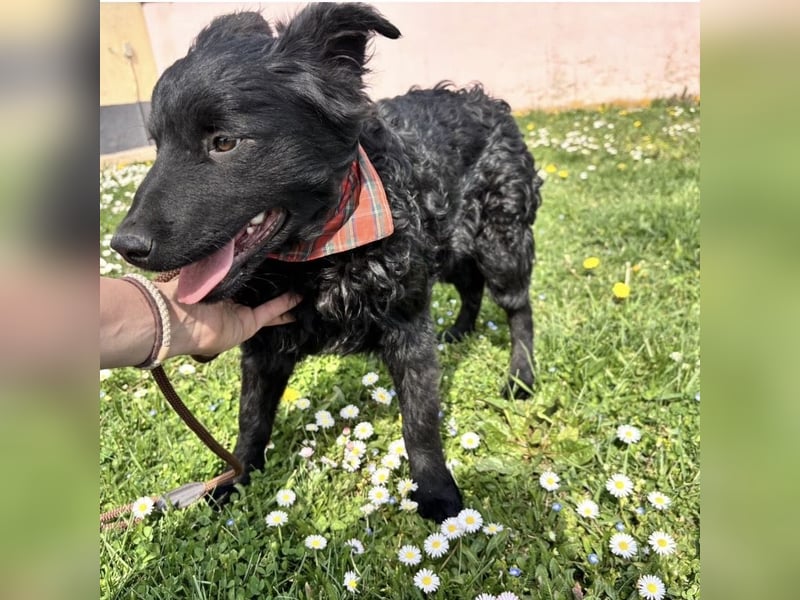 Stipo ein freundlicher Welpenbub