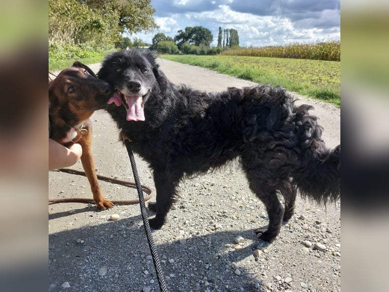 Zelda eine absolute Seelenhündin Zelda eine absolute Seelenhündin