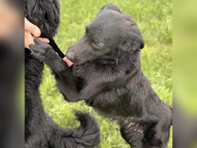 Bo ein feiner Hundebub