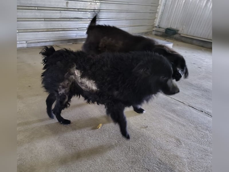 Lord - wird er je eine Chance bekommen?