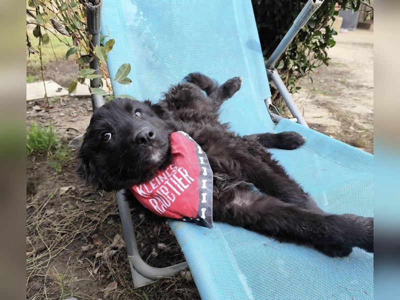 Kiko ein wundervoller Schatz Kiko ein wundervoller Schatz