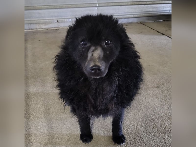 Lord - wird er je eine Chance bekommen?