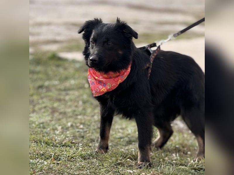 Amigo ein Engel auf vier Pfoten