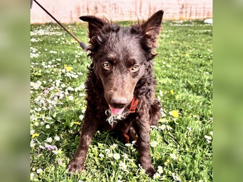 Kava eine treue Begleiterin fürs Leben