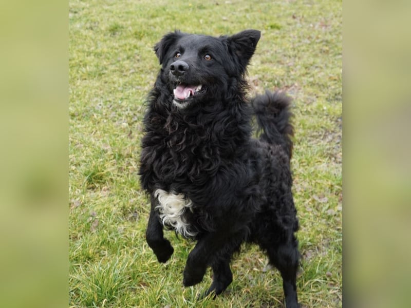 Edo ein freundlicher verspielter Rüde