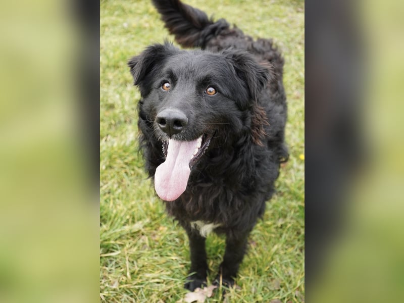 Edo ein freundlicher verspielter Rüde