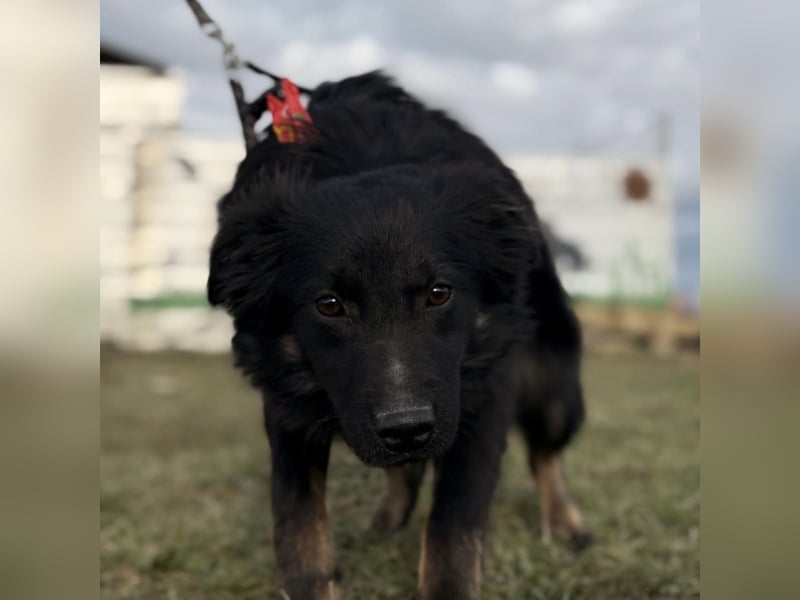 Amigo ein Engel auf vier Pfoten