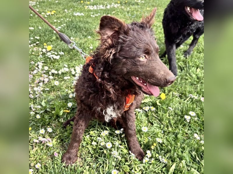 Kava eine treue Begleiterin fürs Leben