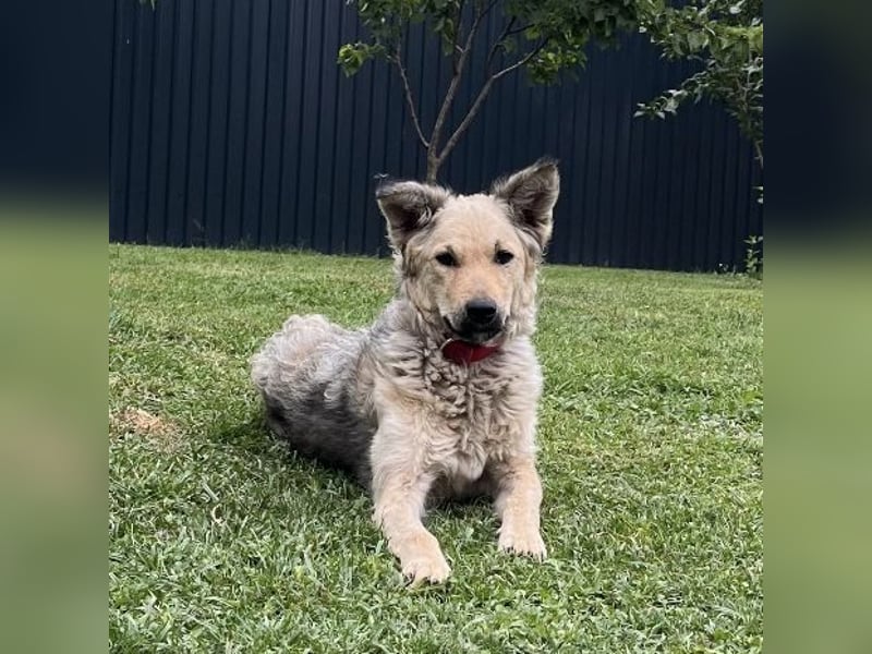 Lada eine gefangene Seele