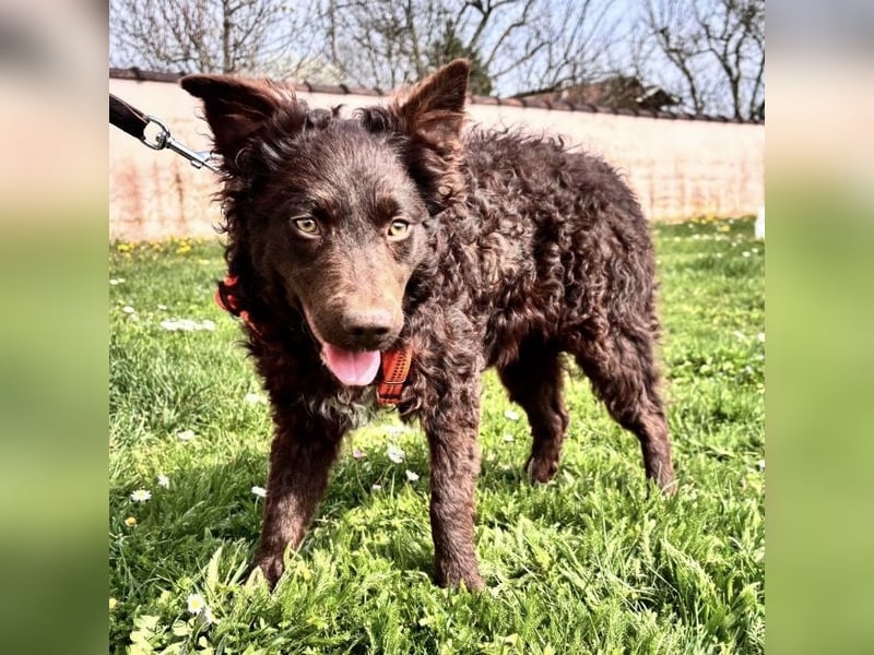 Kava eine treue Begleiterin fürs Leben