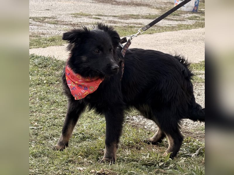 Amigo ein Engel auf vier Pfoten