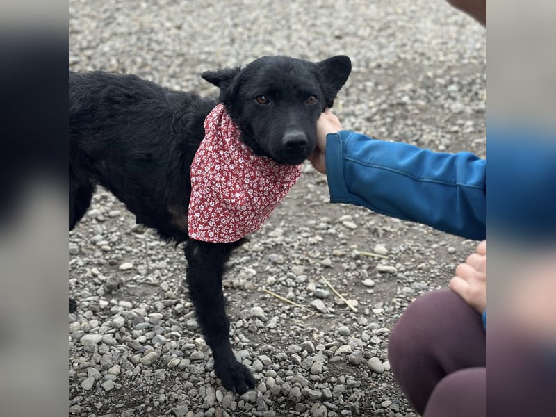 Layla ein sanfter ruhiger Schatz