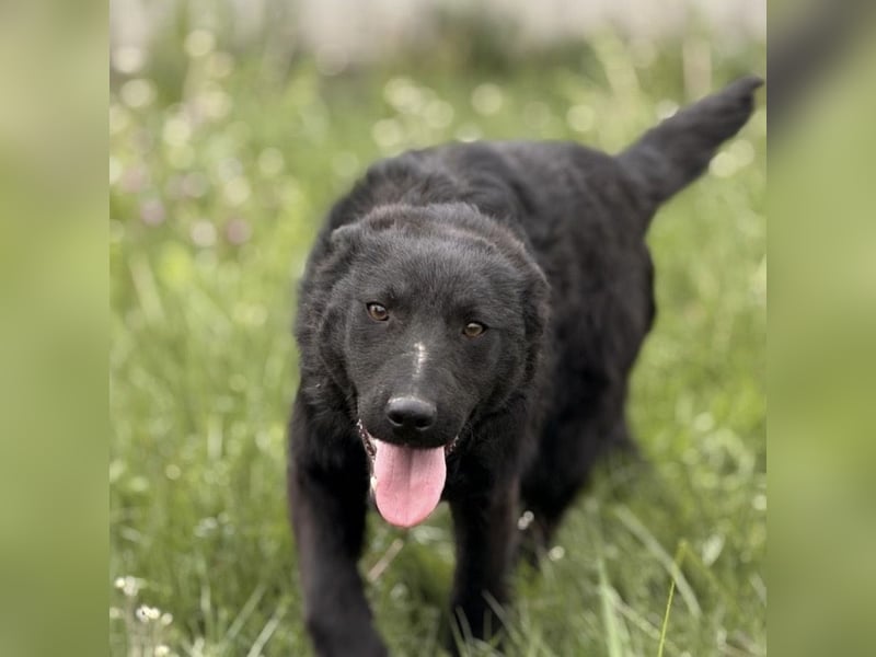 Zierliche schwarze Kata wird immer übersehen