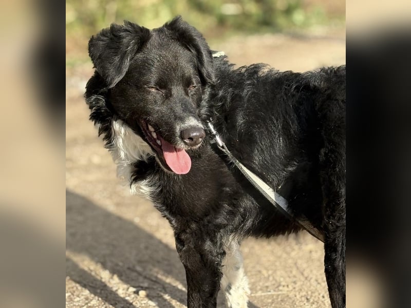 Hugo ein gutmütiger lieber Schatz