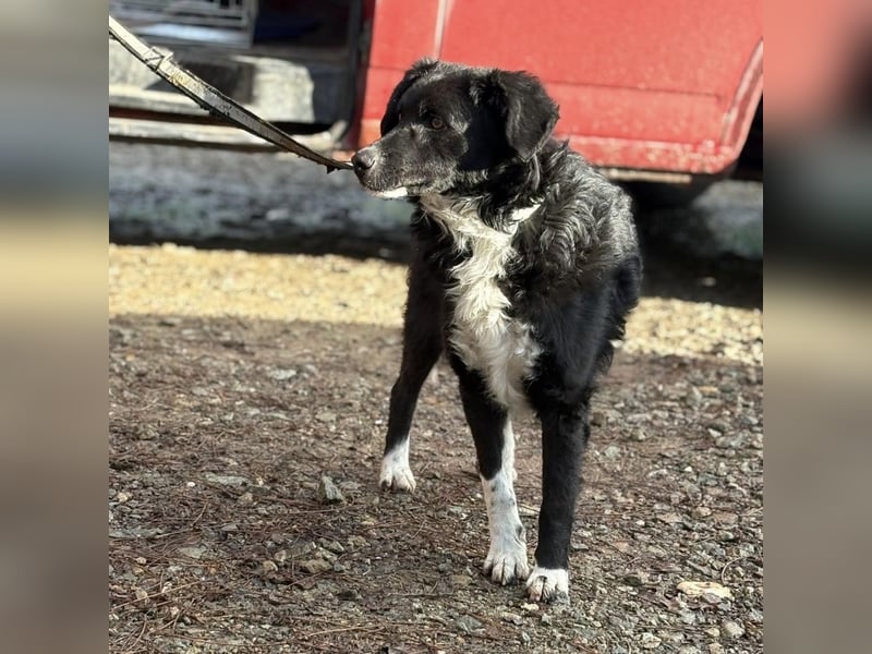 Hugo ein gutmütiger lieber Schatz