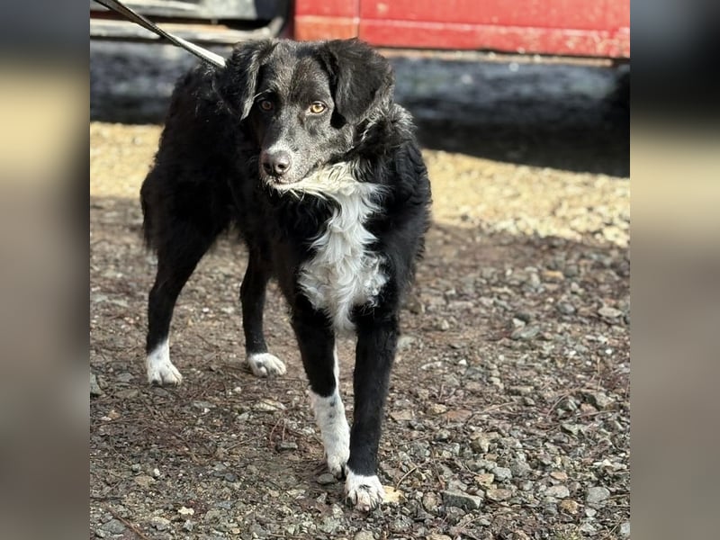 Hugo ein gutmütiger lieber Schatz