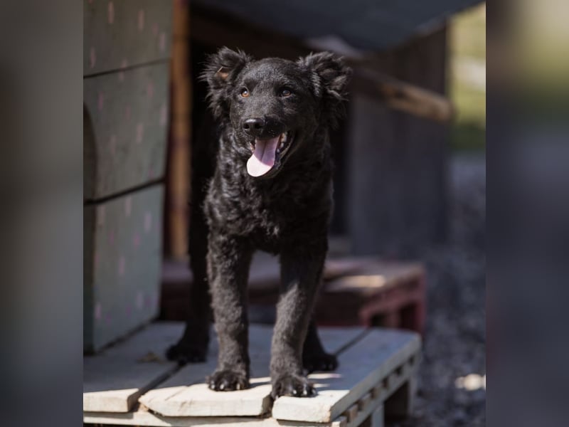 Chandler ein sanfter Schatz