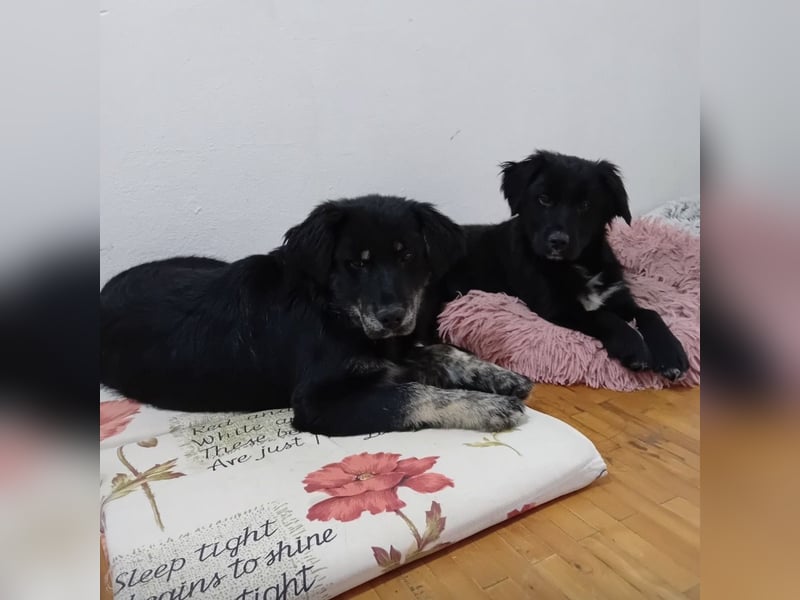 Ledo ein Schatz auf vier Pfoten