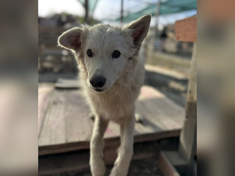 Tibor ein blonder verspielter Bub