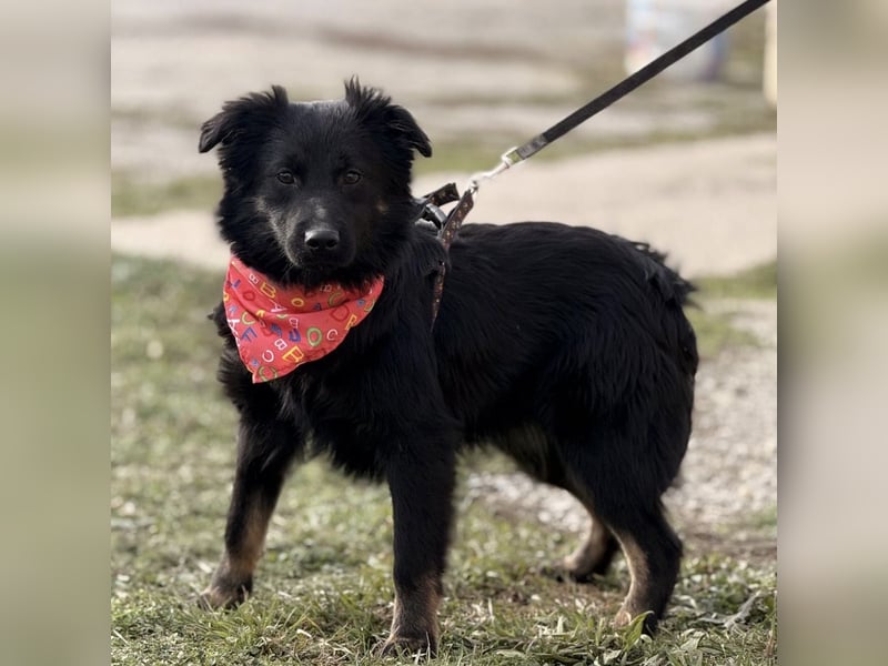 Amigo ein Engel auf vier Pfoten