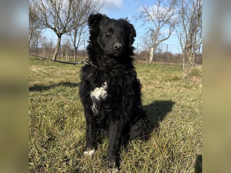 Charlie ein lieber Hundebub