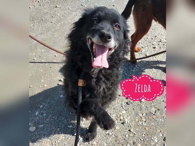 Zelda eine absolute Seelenhündin Zelda eine absolute Seelenhündin