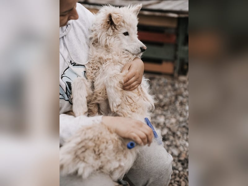 Tibor ein blonder verspielter Bub