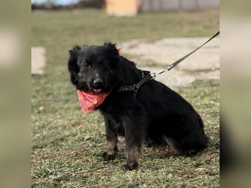 Amigo ein Engel auf vier Pfoten