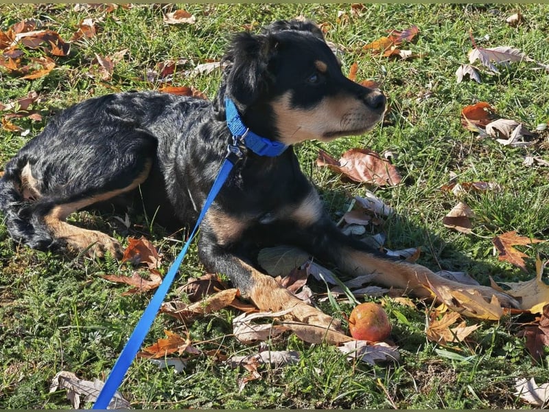 Pero ein kleiner fröhlicher