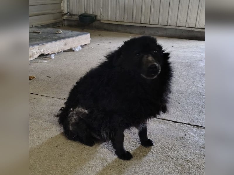 Lord - wird er je eine Chance bekommen?