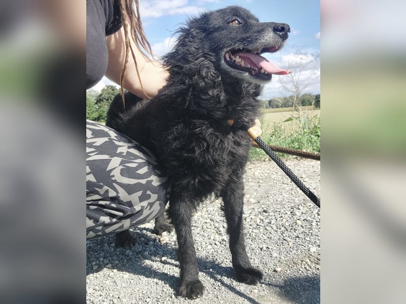 Zelda eine absolute Seelenhündin Zelda eine absolute Seelenhündin