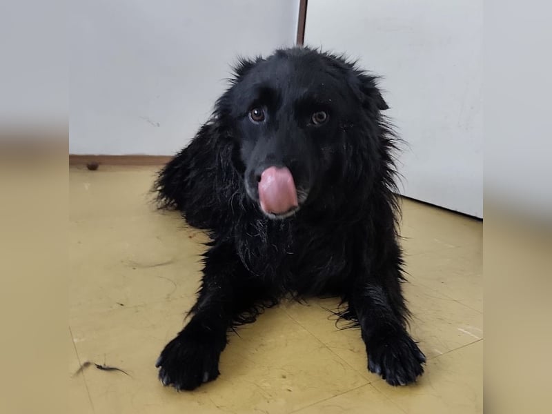 Marlo ein gutmütiger Rüde