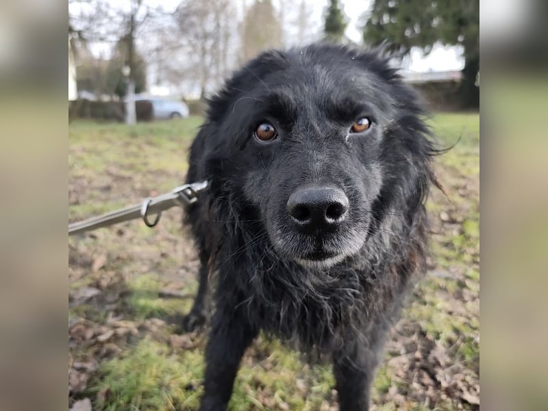 Marlo ein gutmütiger Rüde