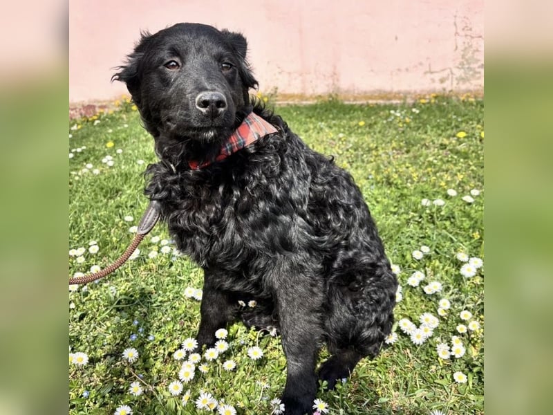 Stipo ein freundlicher Welpenbub