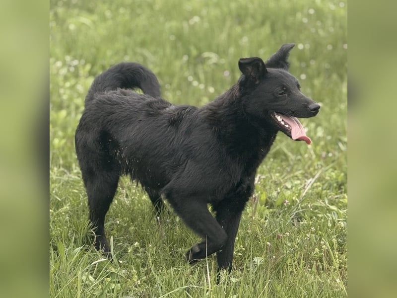 Bo ein feiner Hundebub