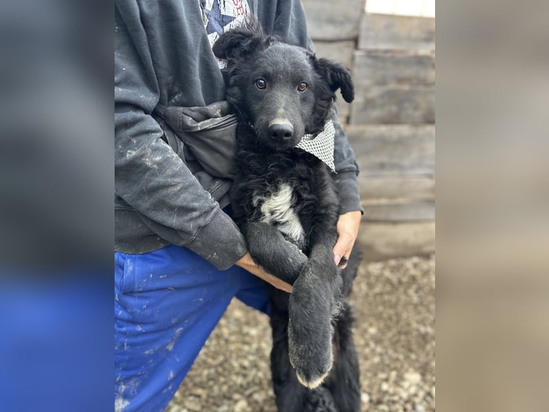 Chi Chi ein ängstlicher Schatz