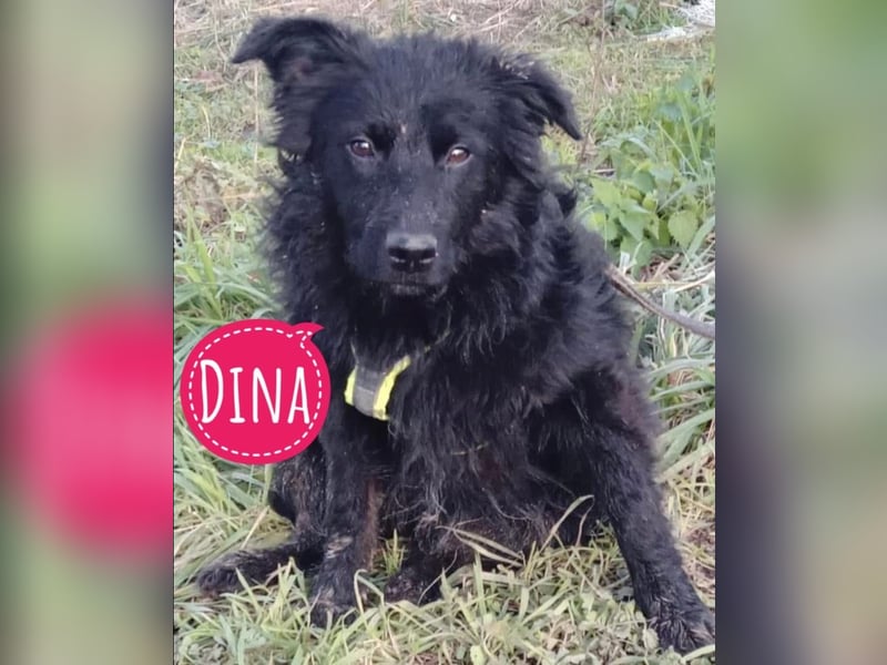 Dina eine tolle Hündin