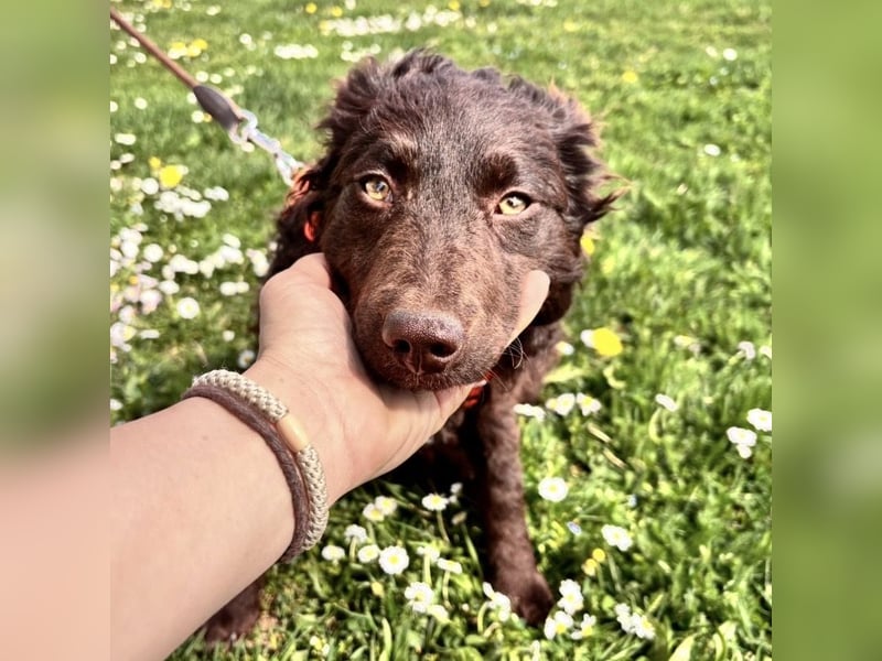 Kava eine treue Begleiterin fürs Leben