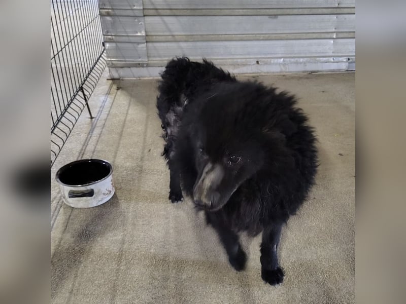 Lord - wird er je eine Chance bekommen?