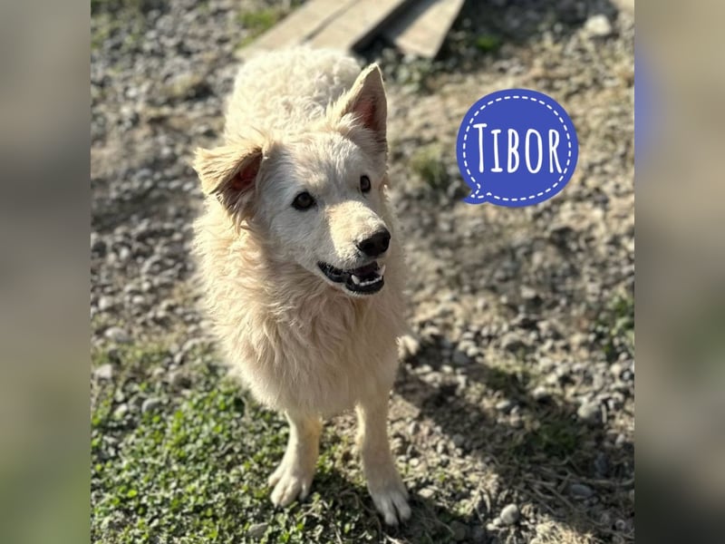 Tibor ein blonder verspielter Bub