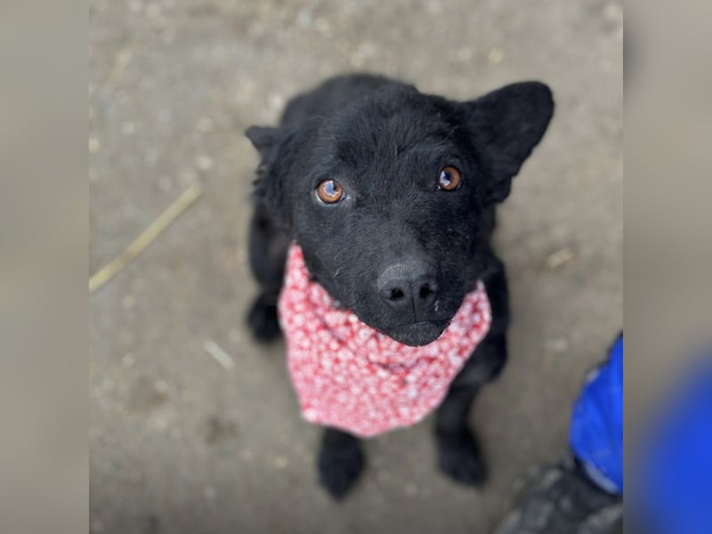 Layla ein sanfter ruhiger Schatz