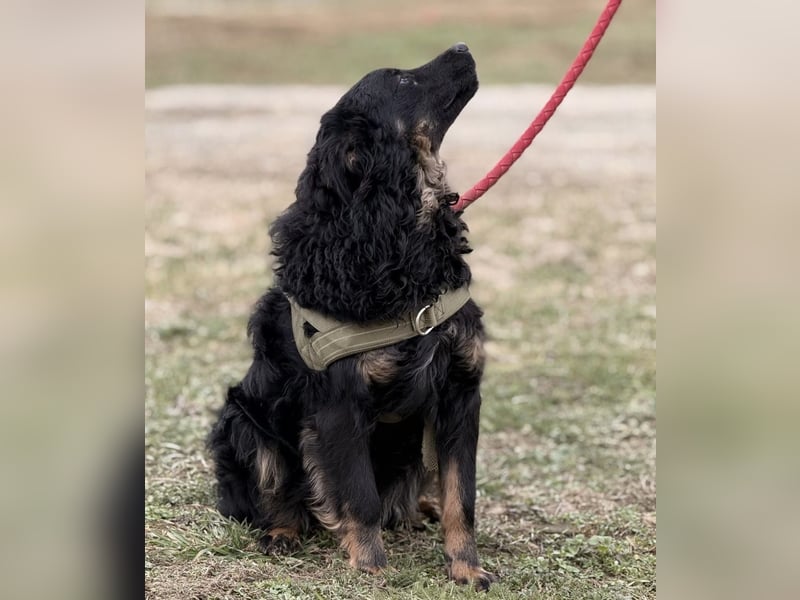 Atlas ein wundervoller Rüde