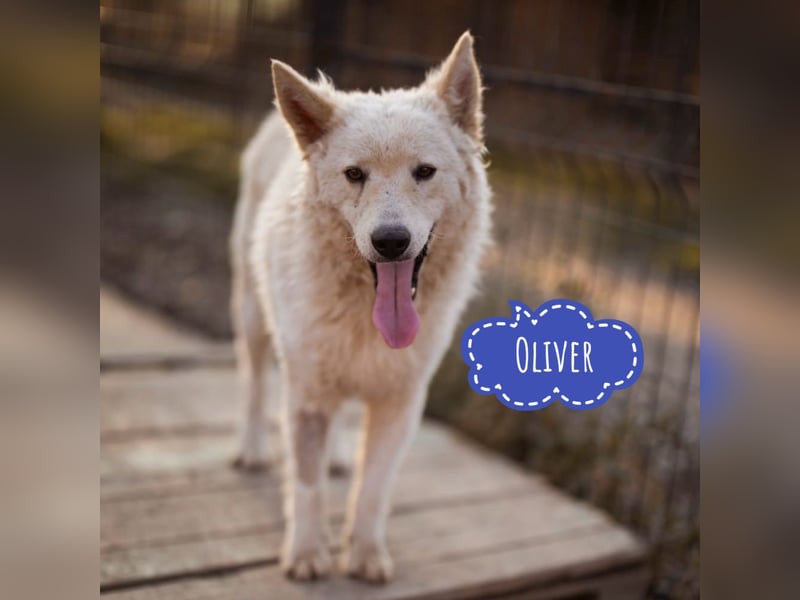 Oliver ein dankbarer Schatz